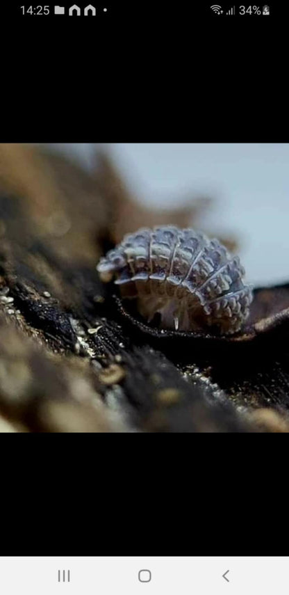 Ankylosaur Isopods (Reductoniscus tuberculatus)