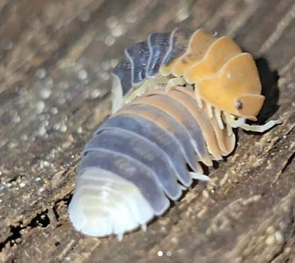 Cubaris Daxin Tricolor Isopods