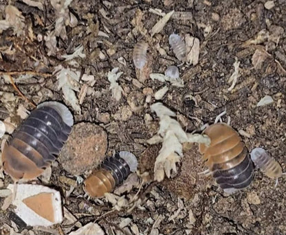 Cubaris Daxin Tricolor Isopods