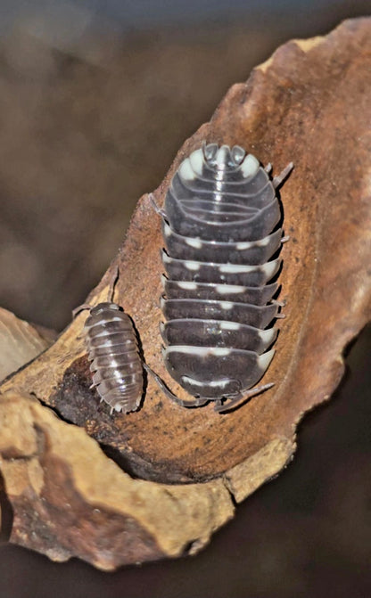 Armadillidium Corcyraeum Silver Isopods