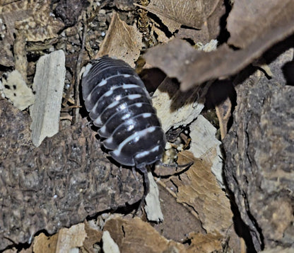 Armadillidium Corcyraeum Silver Isopods