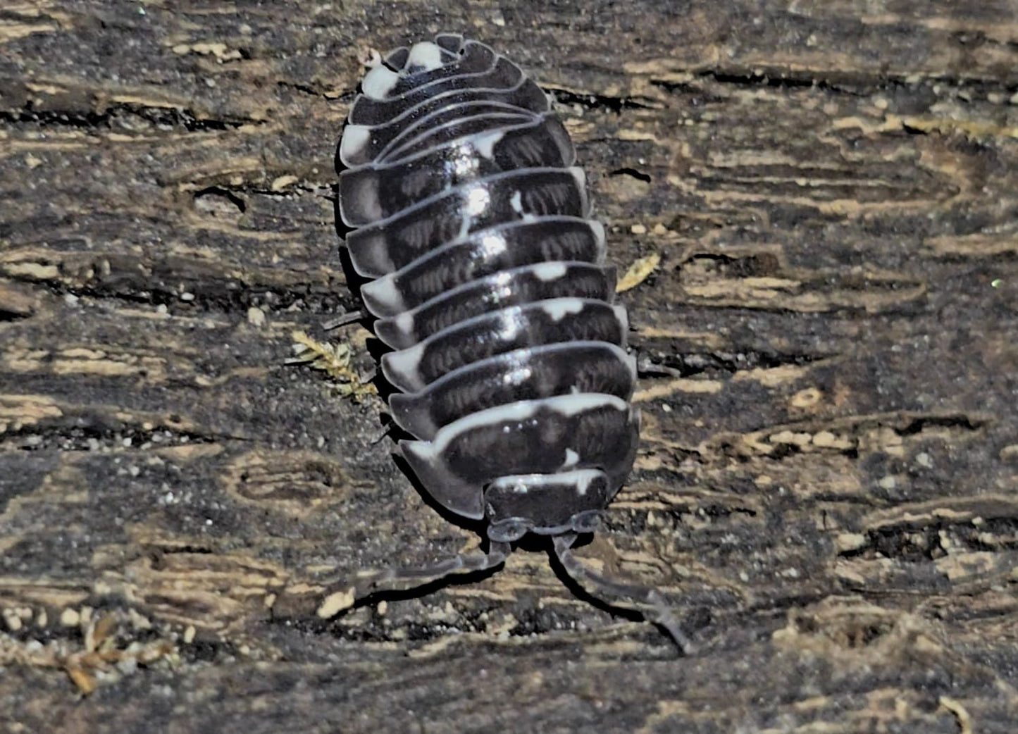 Armadillidium Corcyraeum Silver Isopods