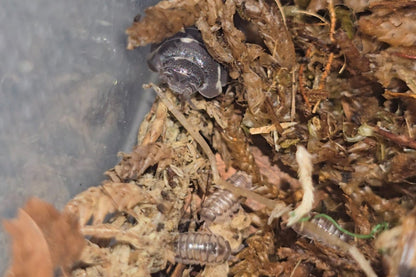 Armadillidium Corcyraeum Silver Isopods