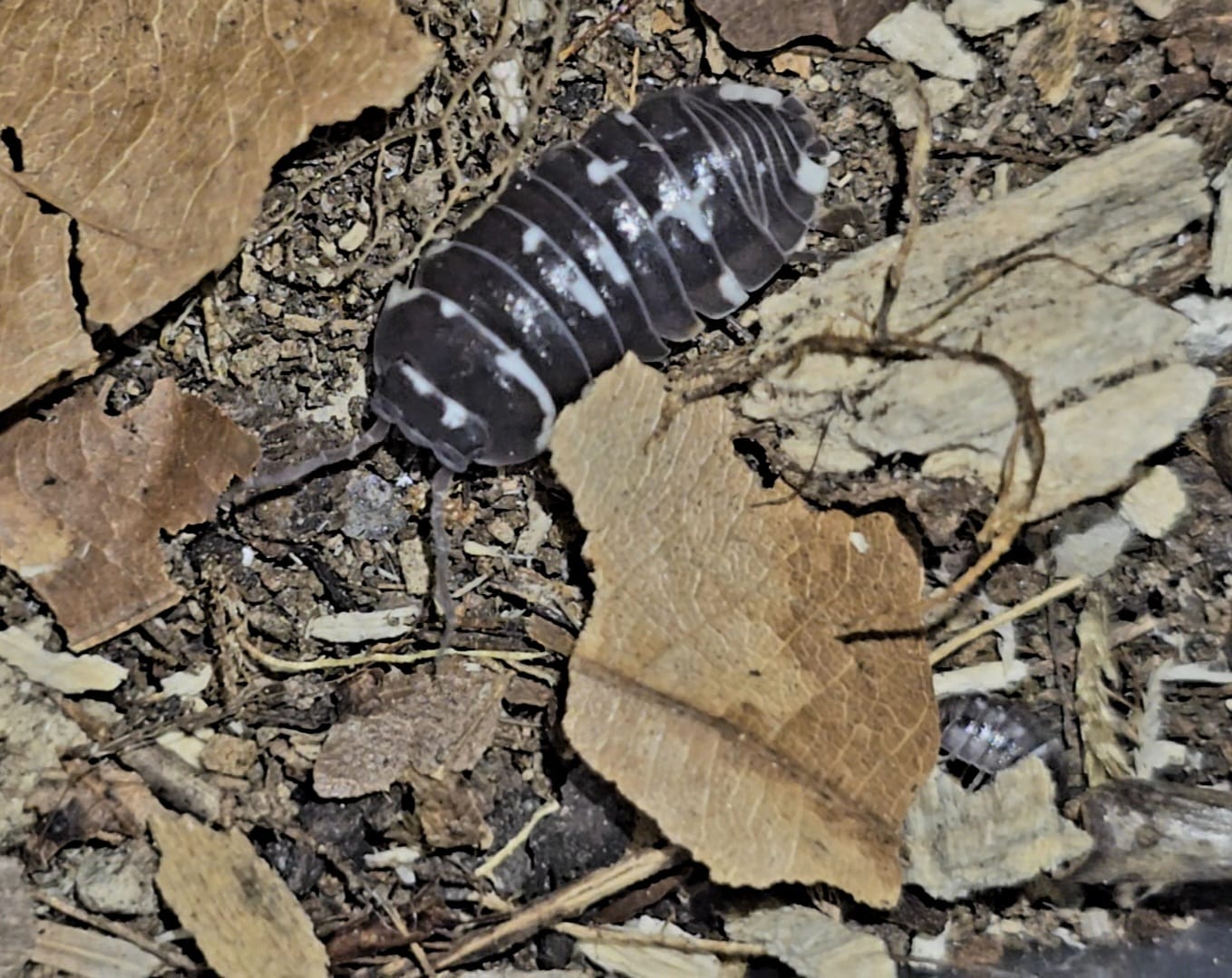 Armadillidium Corcyraeum Silver Isopods