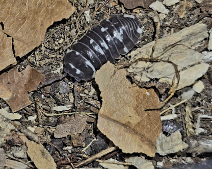 Armadillidium Corcyraeum Silver Isopods