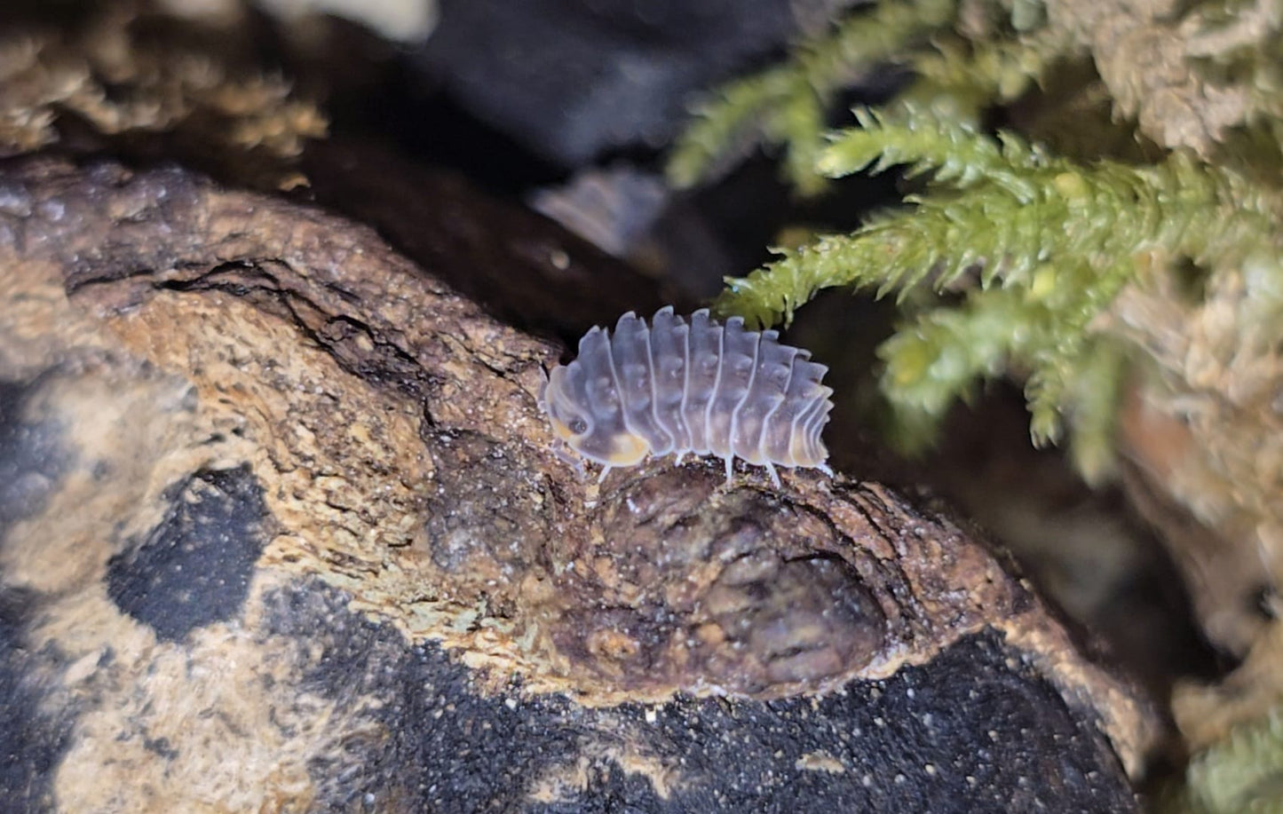 Shiny gator isopod