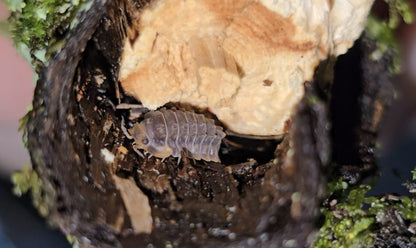 Isopoda shiny gator isopod