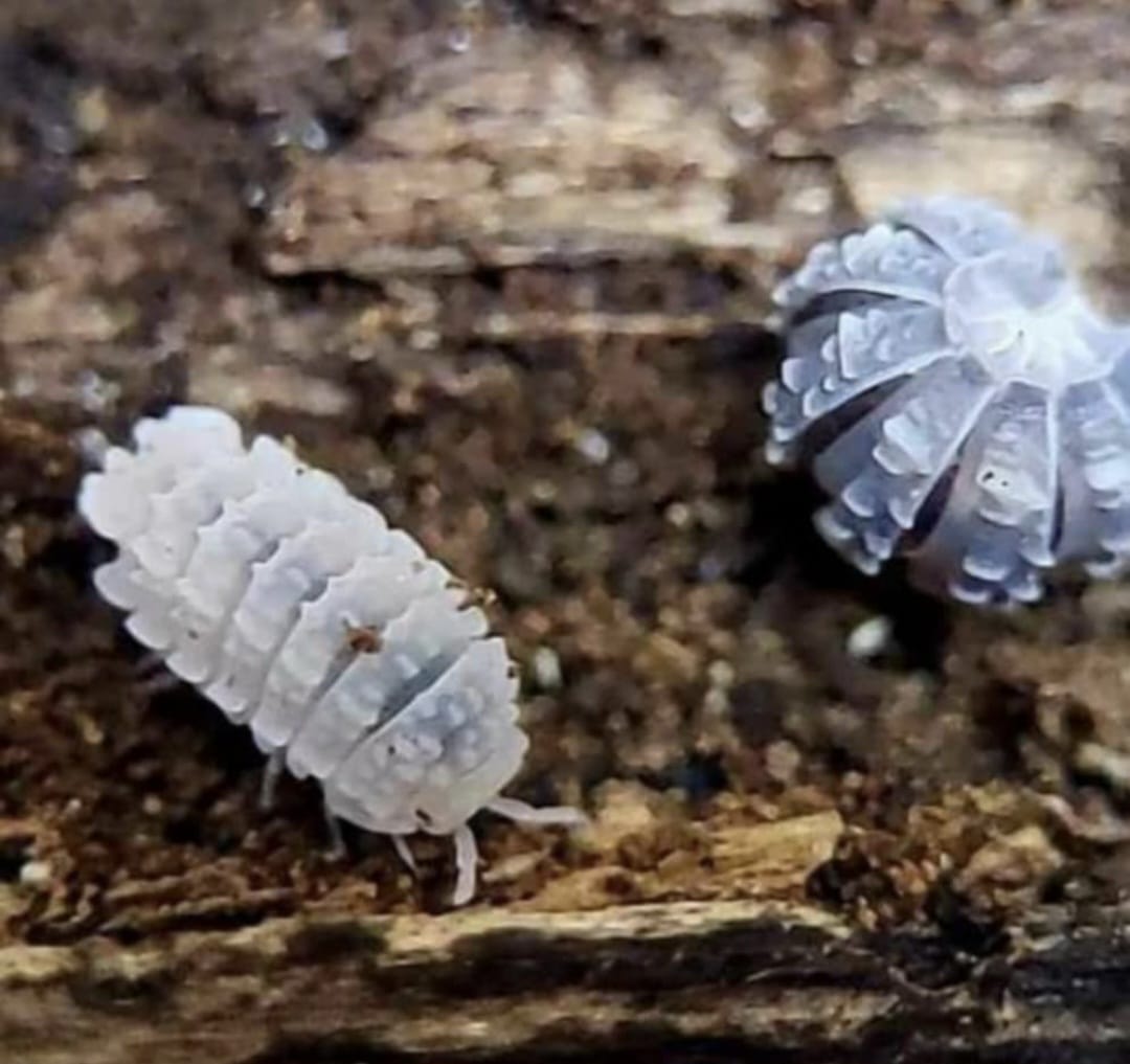 Ankylosaur Isopods (Reductoniscus tuberculatus)