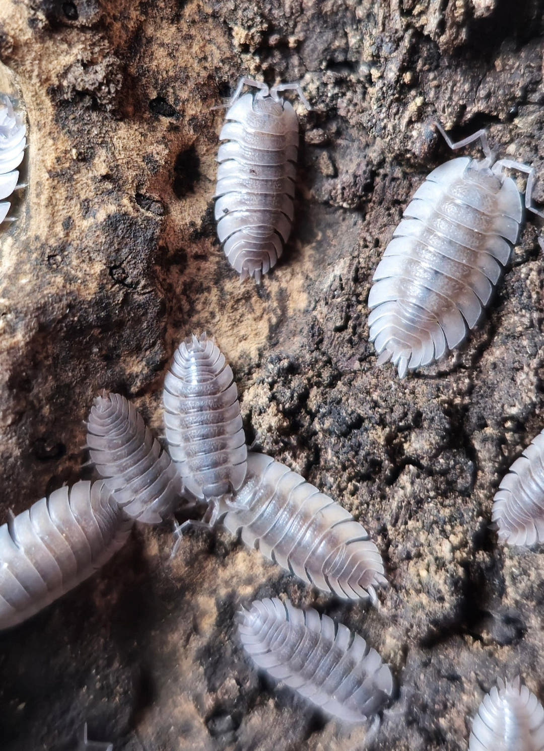 Isopods for sale