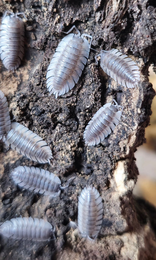 The Fascinating World of Giant Isopods