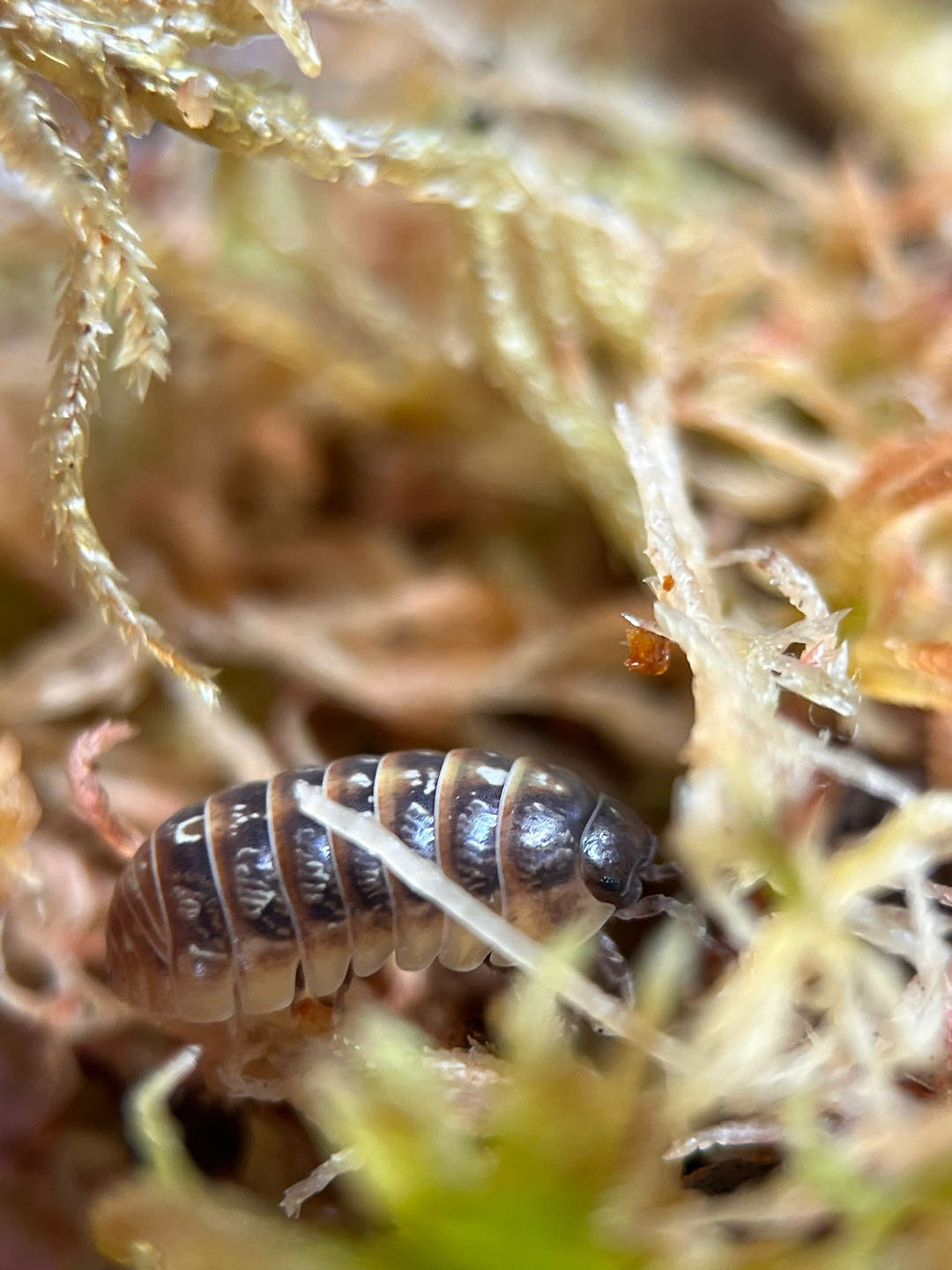 Jelly bean isopod