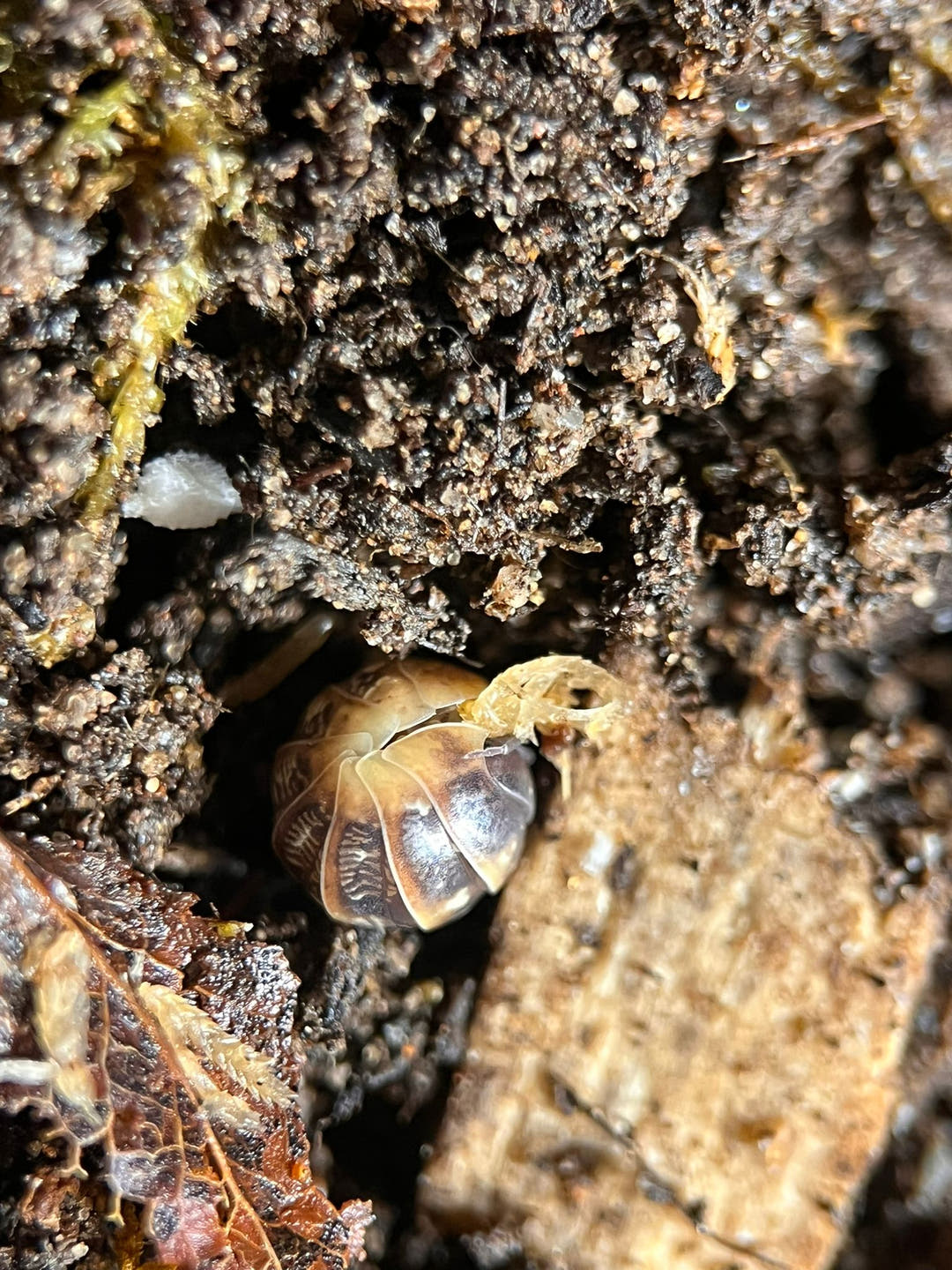 Jelly bean isopod balled up