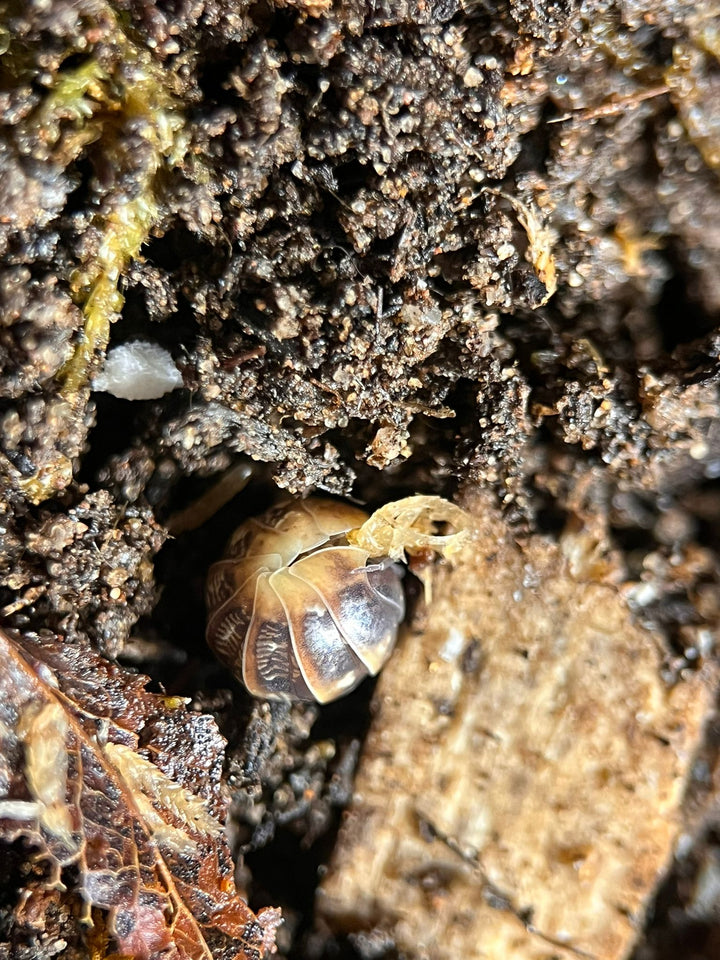 Jelly bean isopod balled up