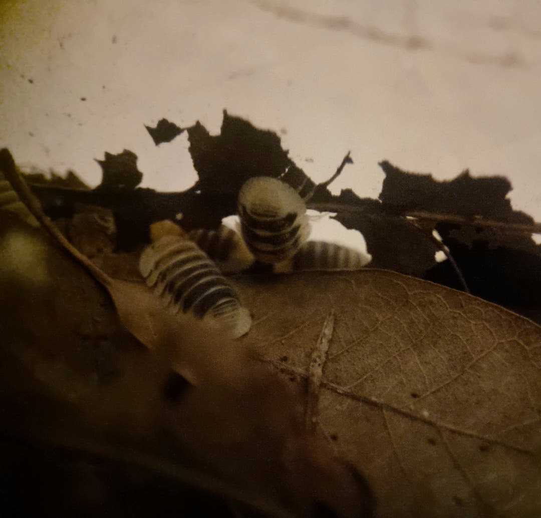 Jupiter isopods