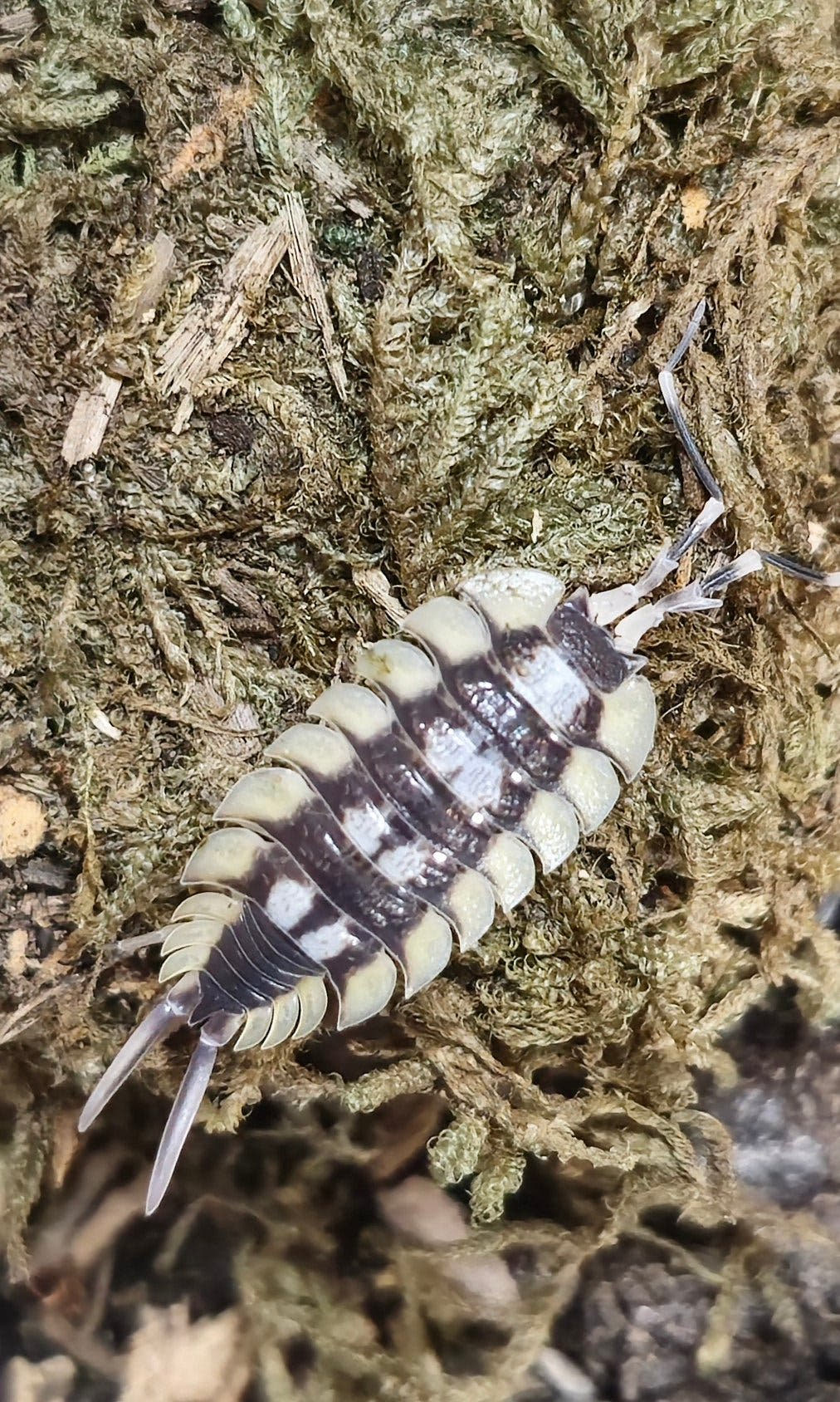 La senia isopods