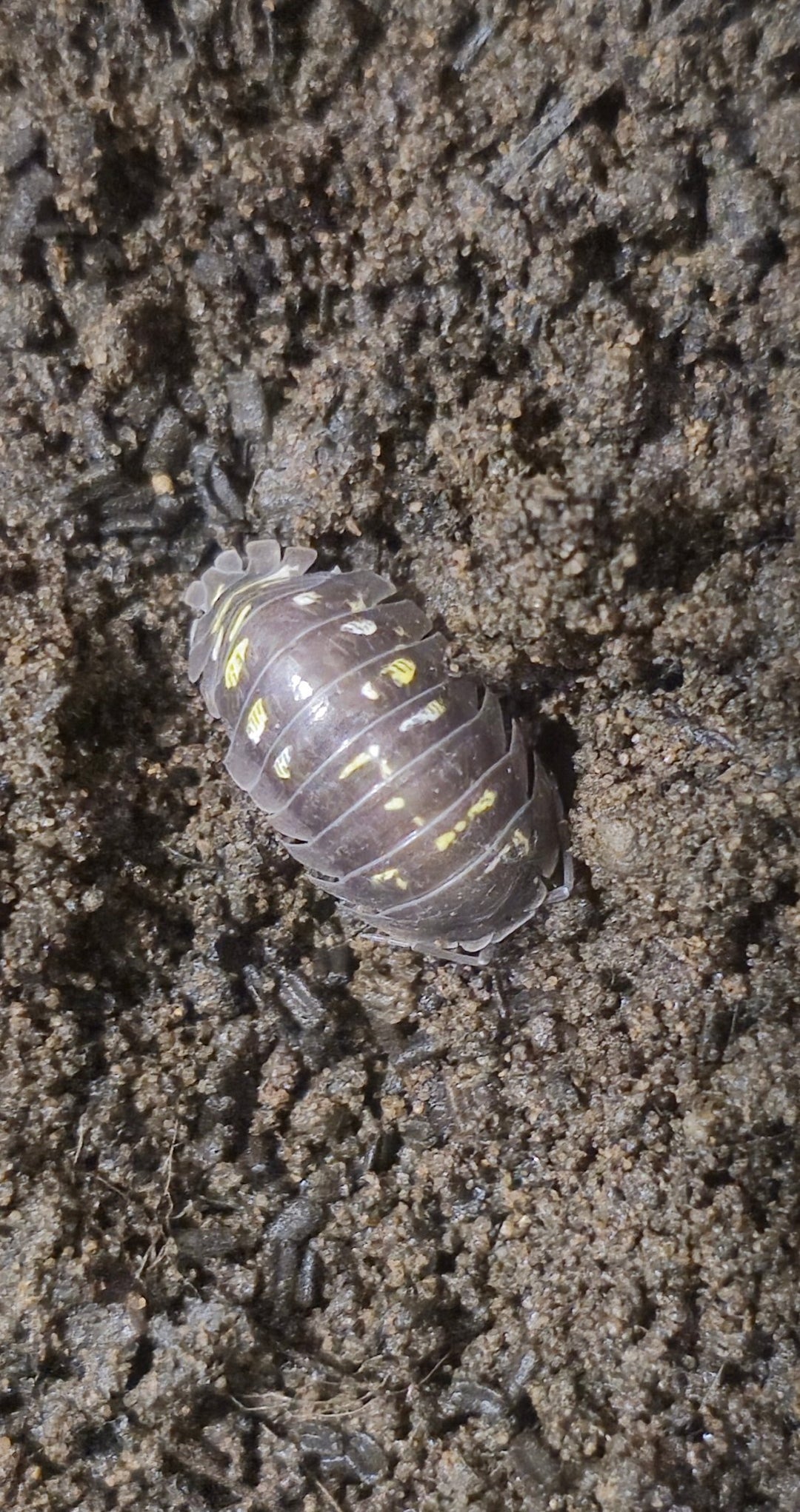 Lake garda isopod for sale
