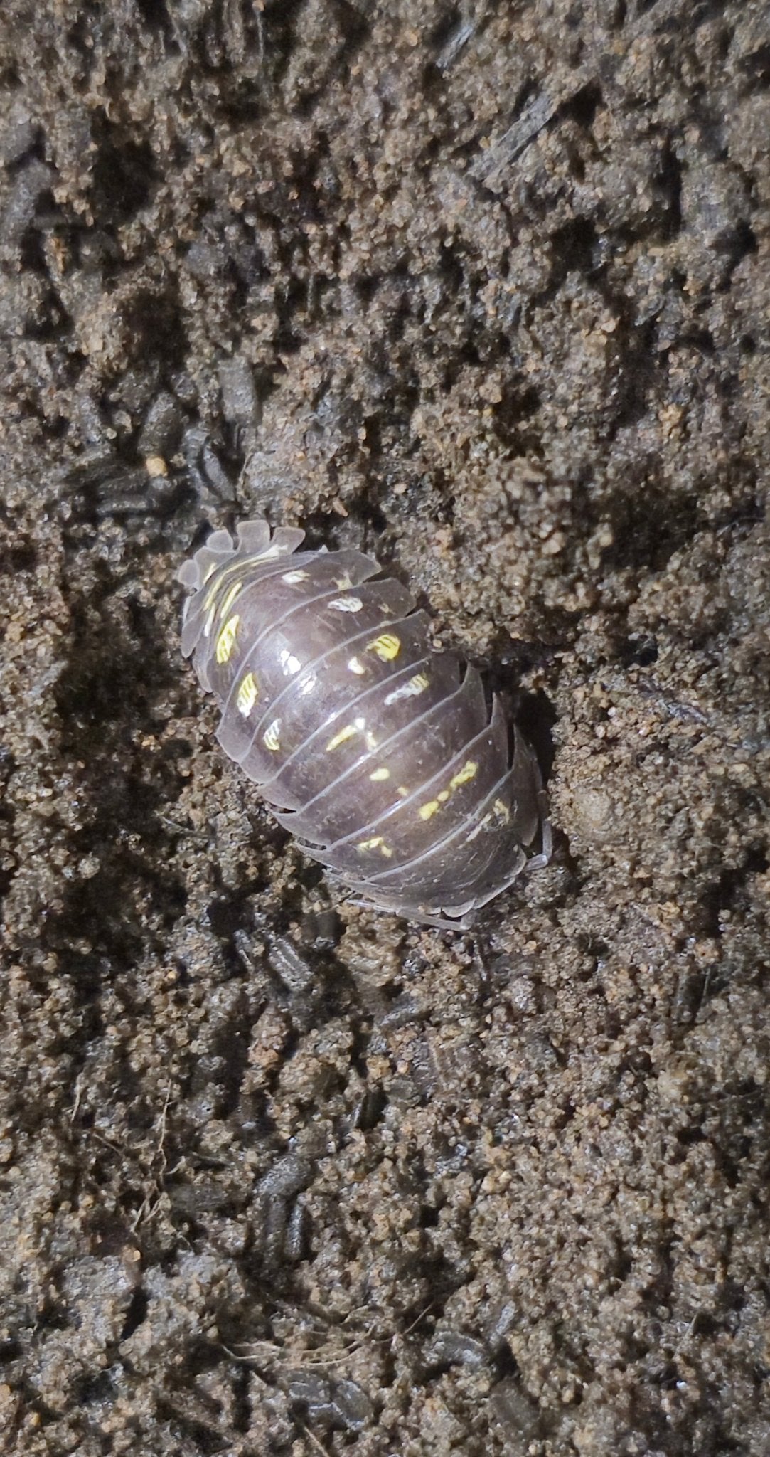 Lake garda isopod for sale