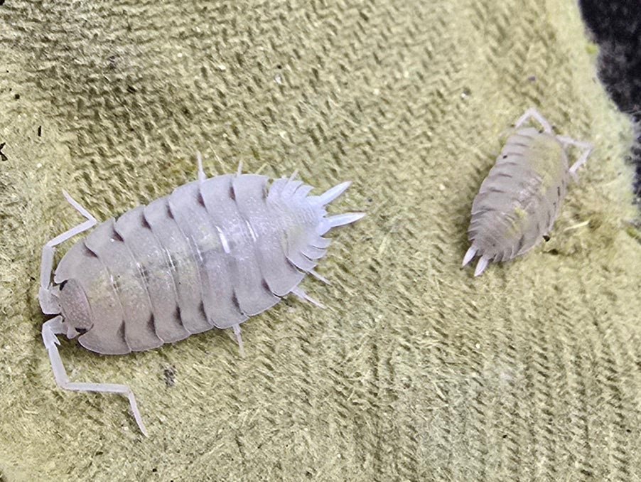 Lemonade Isopods