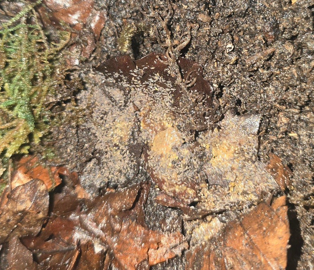 a swarm of tiny pale springtails covering damp bark, leaf litter and a patch of yellow food, with green moss at the left edge. Hundreds of them, individually small but visible as a dense scatter across the surface.