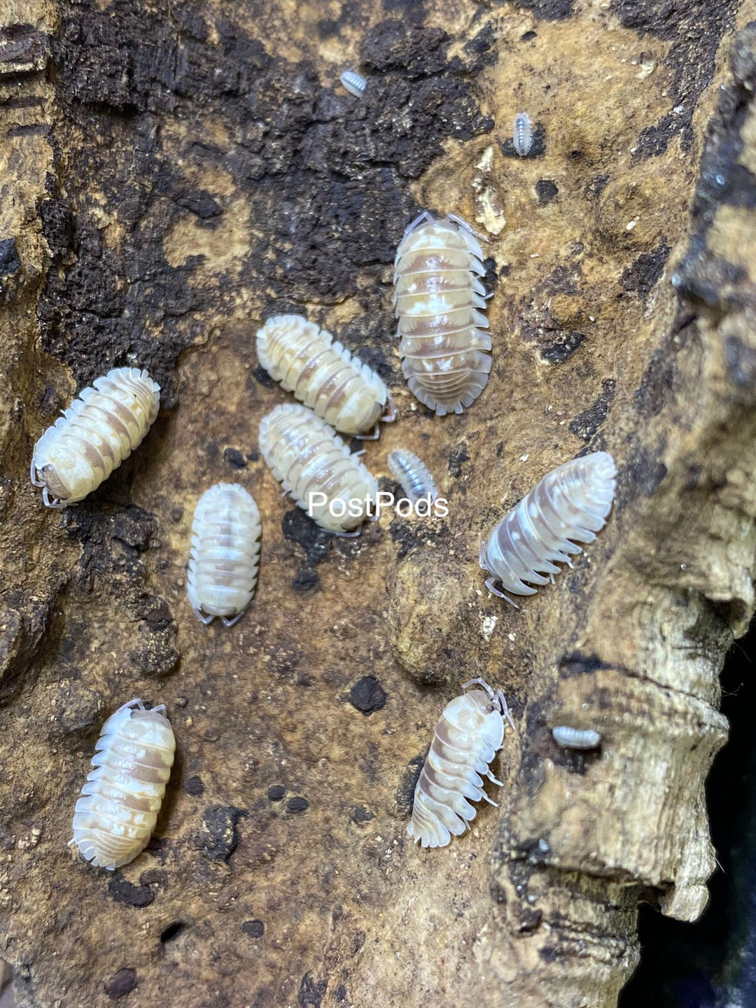 Marbleized isopods