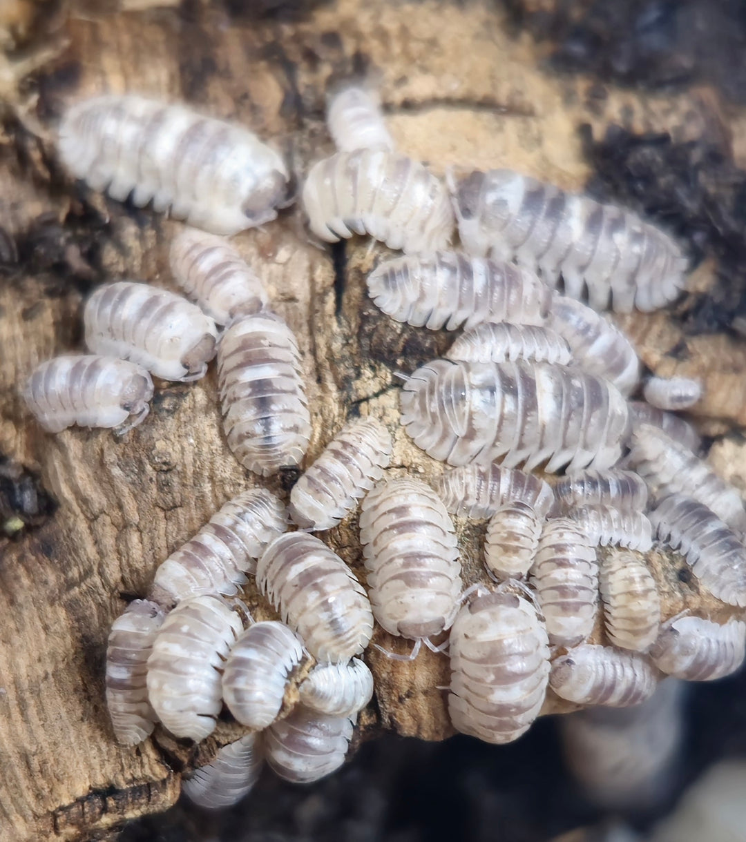 Marbled isopods with cream and grey mottled shells clustered on wood