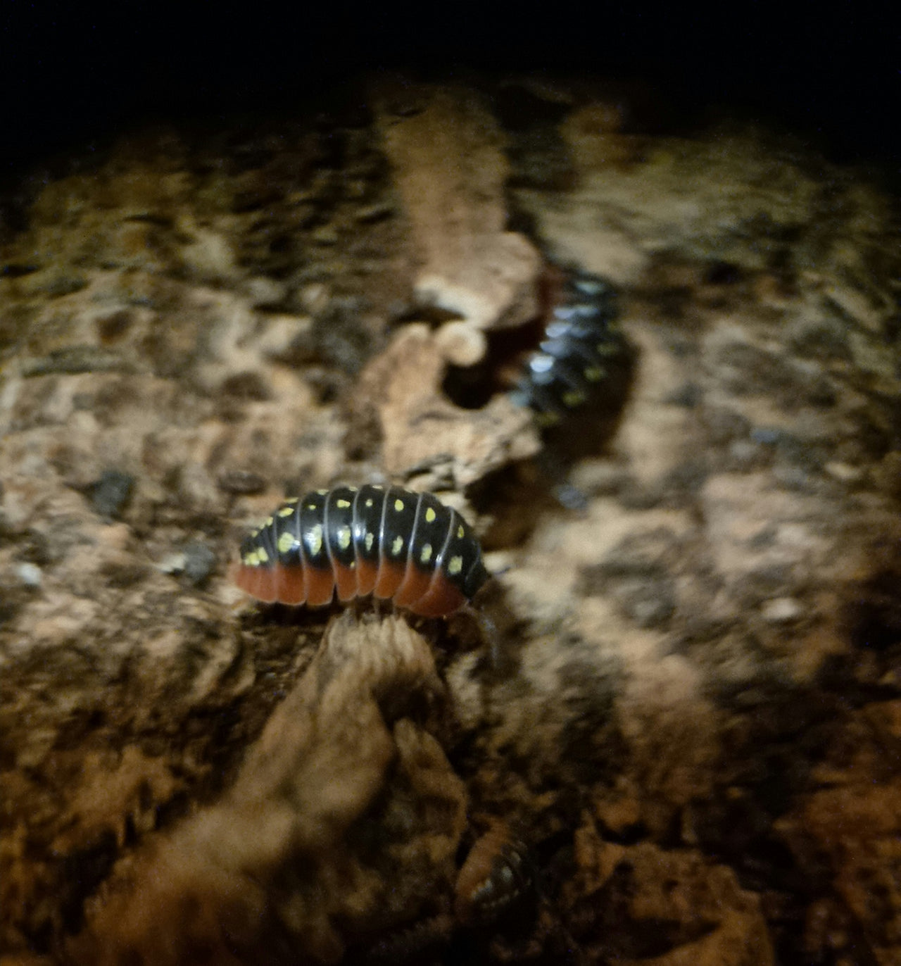 Postpods | Clown 'Montenegro' Isopods (Armadillidium Klugii) | Captive ...