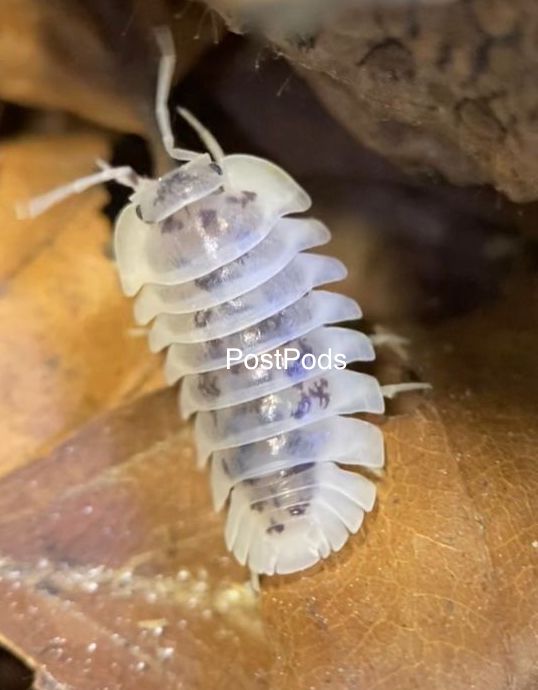 Nesodillo Shiro Utsuri isopod