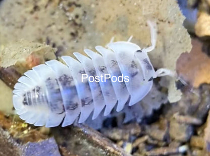 Nesodillo isopod