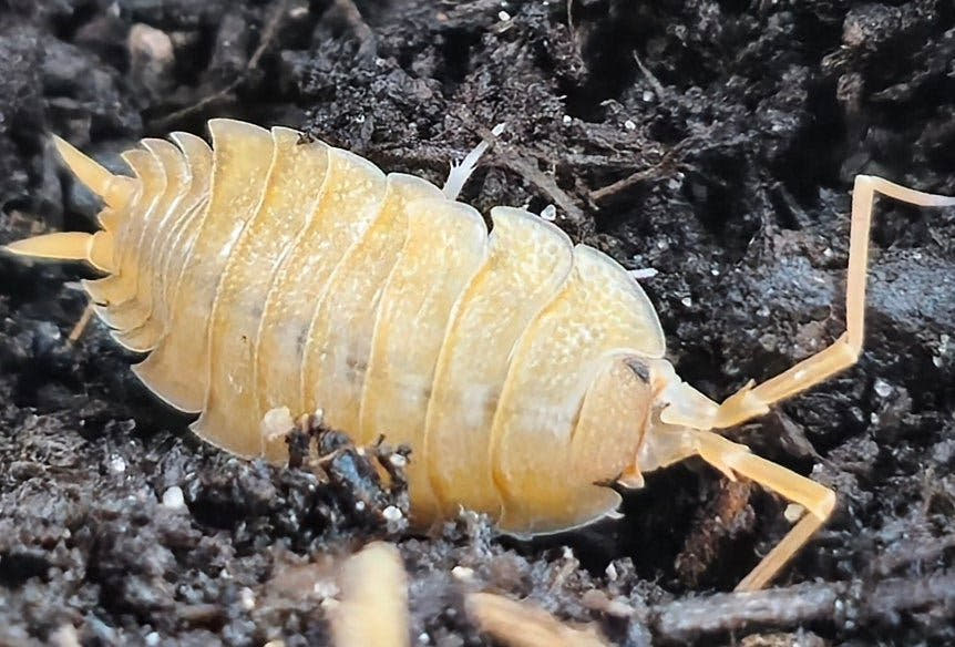 Porcellio nicklesi isopod