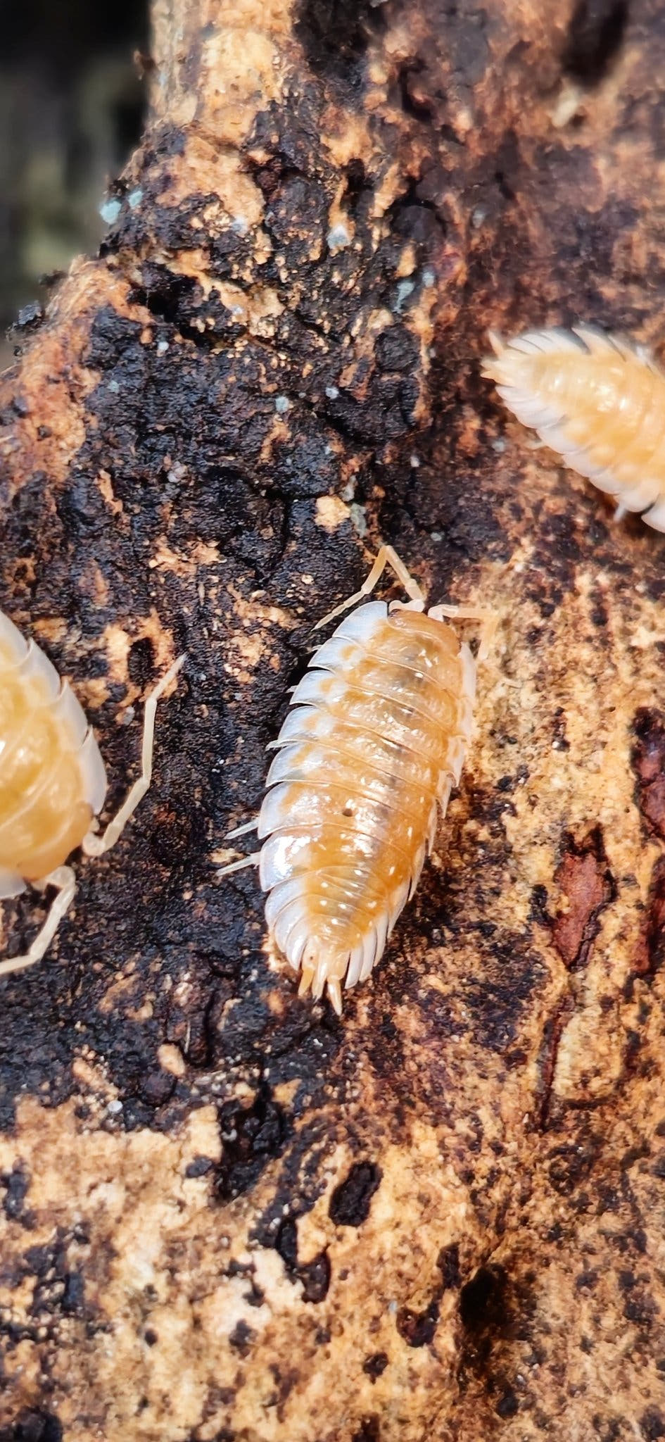 Oniscus Casellus Orange Isopods for sale