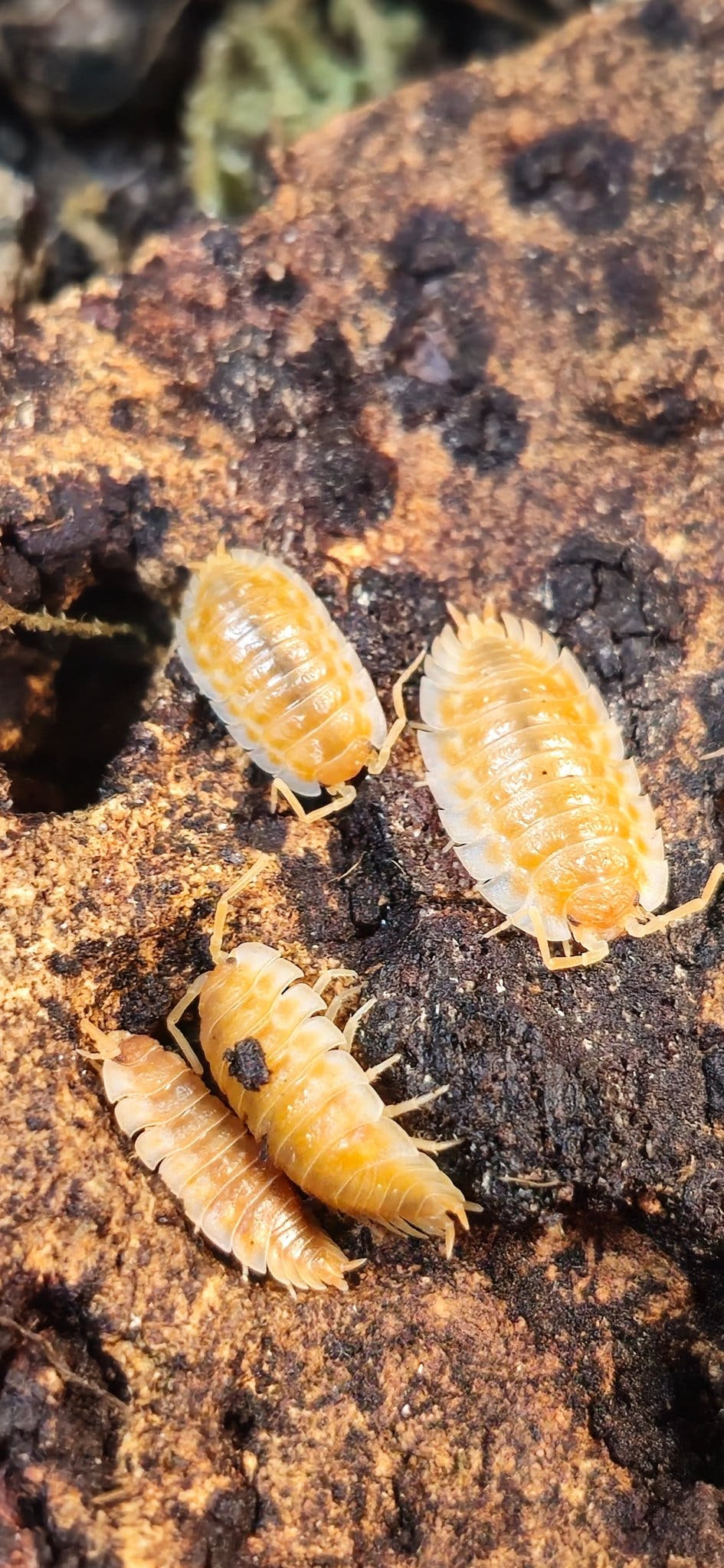 Casellus Orange Isopods for sale
