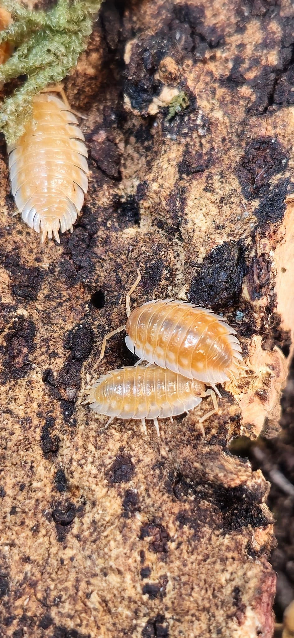 Oniscus Casellus Orange Isopods for sale