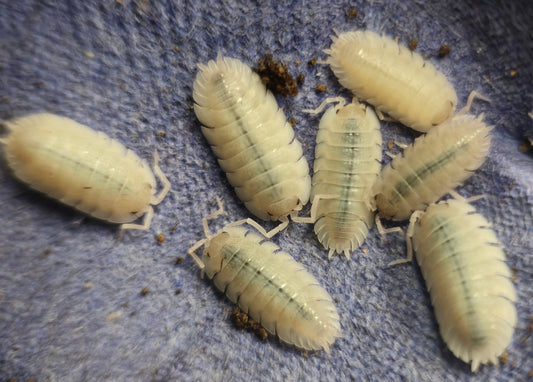 P. Baeticensis Violet Isopods