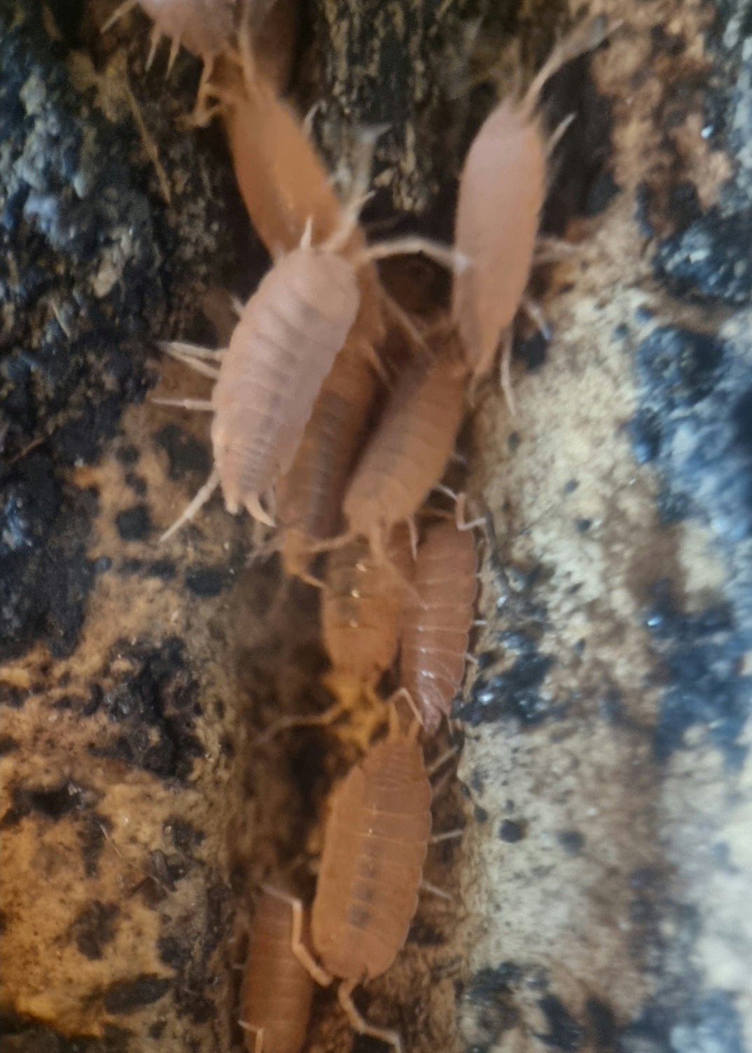 Power orange  isopods