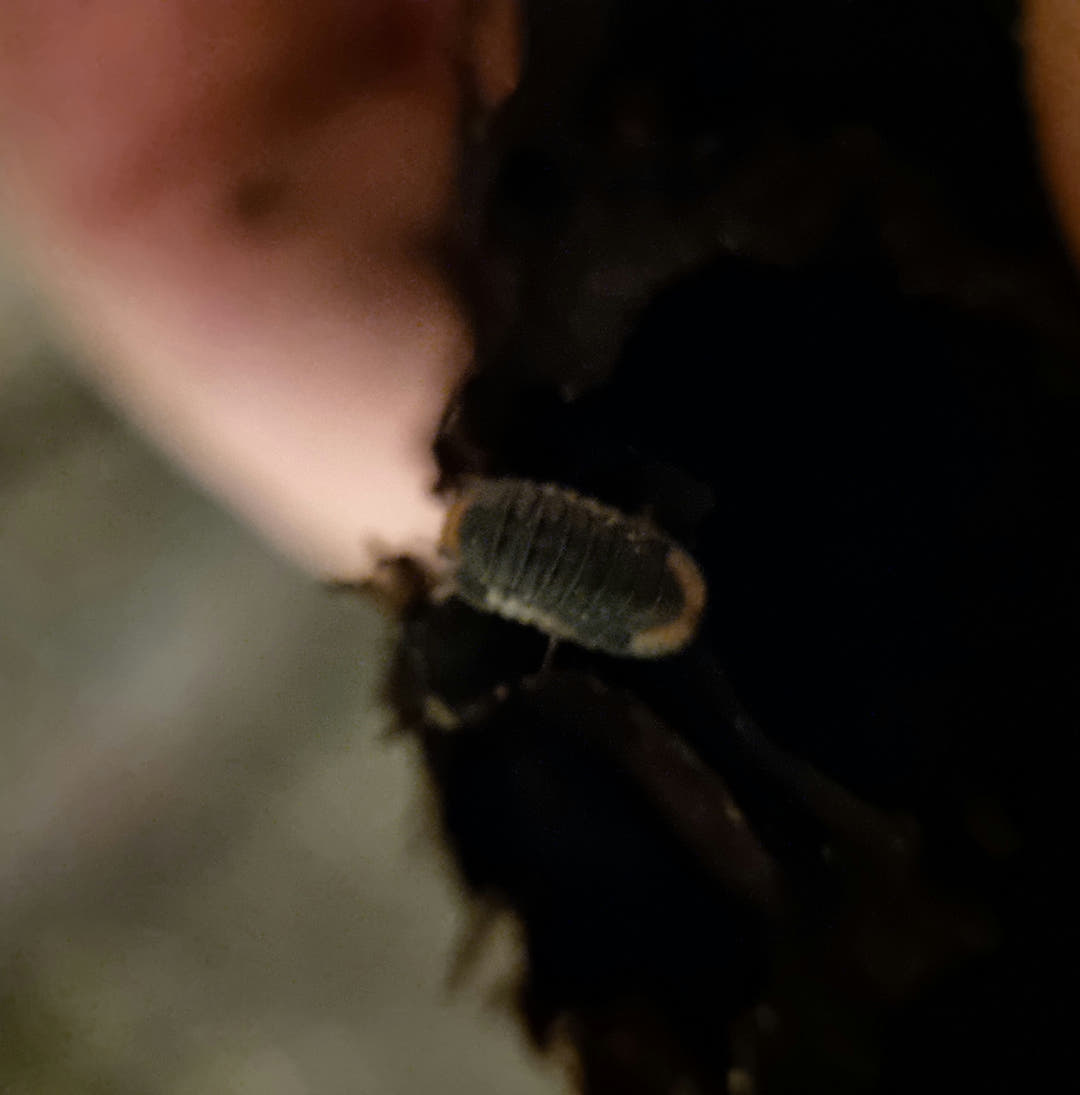 Pak chong isopod
