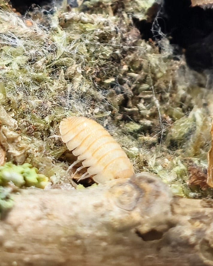 Pallasii Orange Isopods for sale