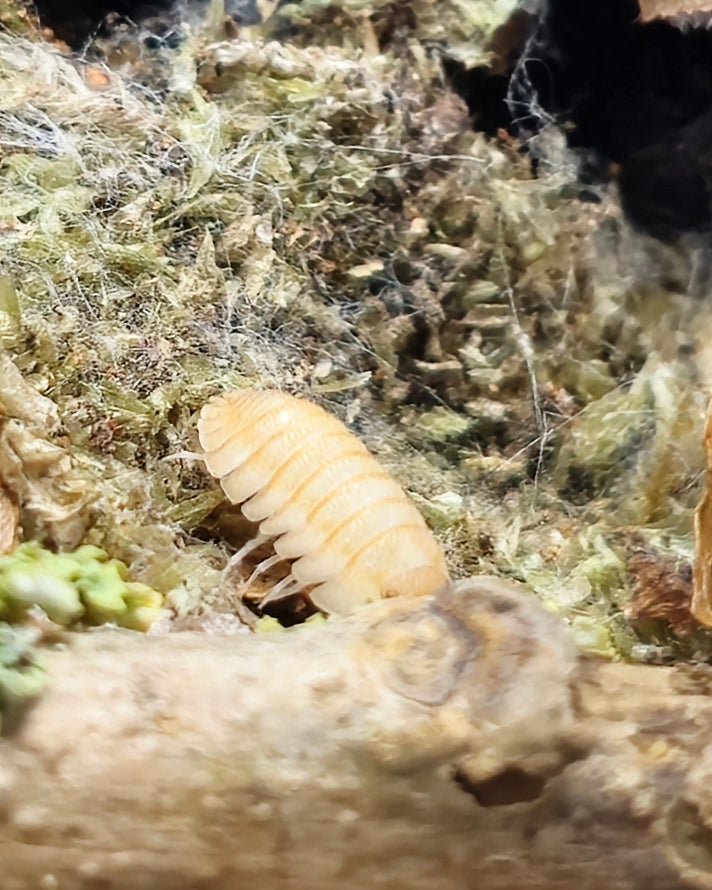 Pallasii Orange Isopods for sale