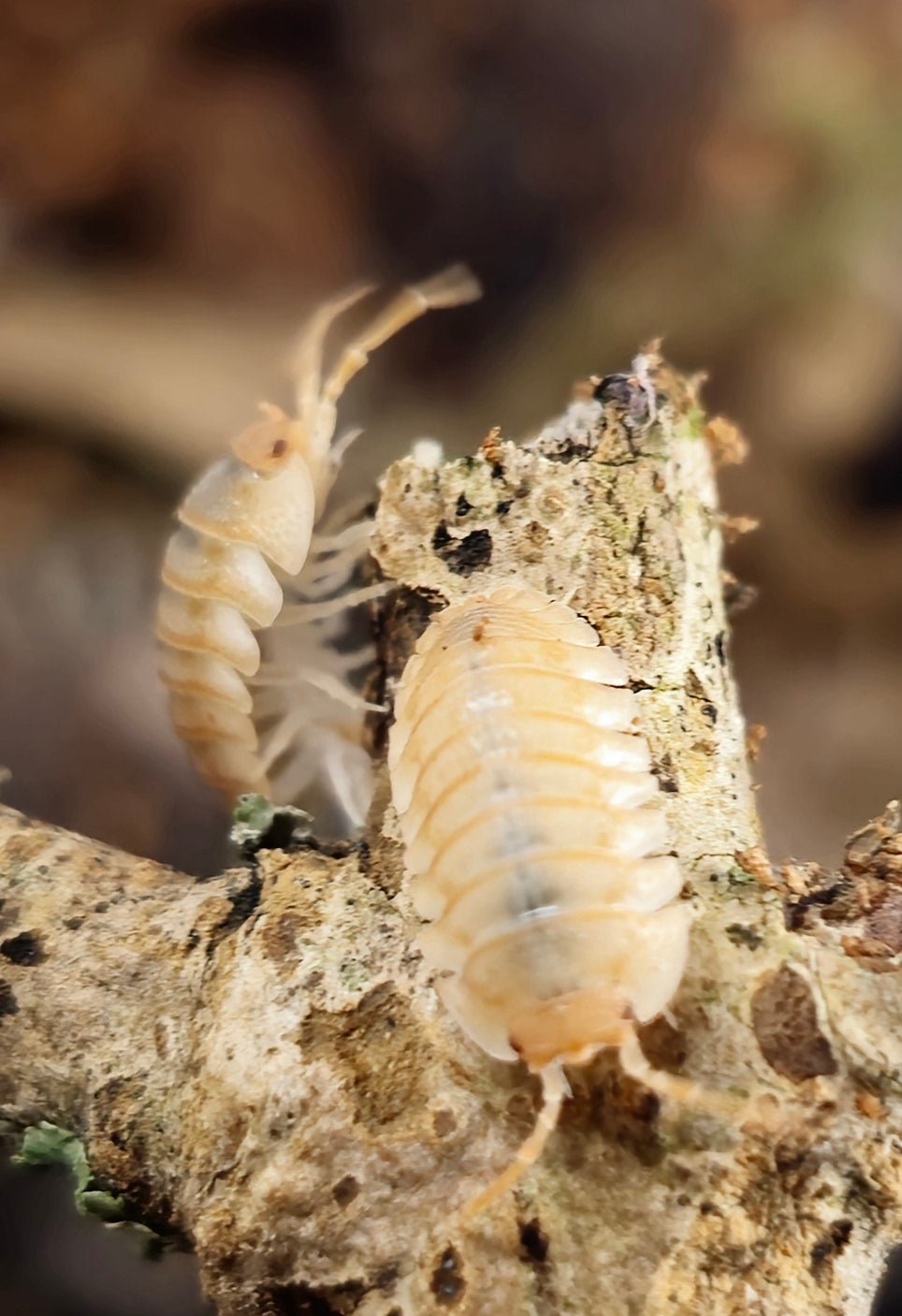 Pallasii Orange Isopods (Armadillidium)