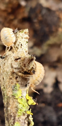 Pallasii Orange Isopods
