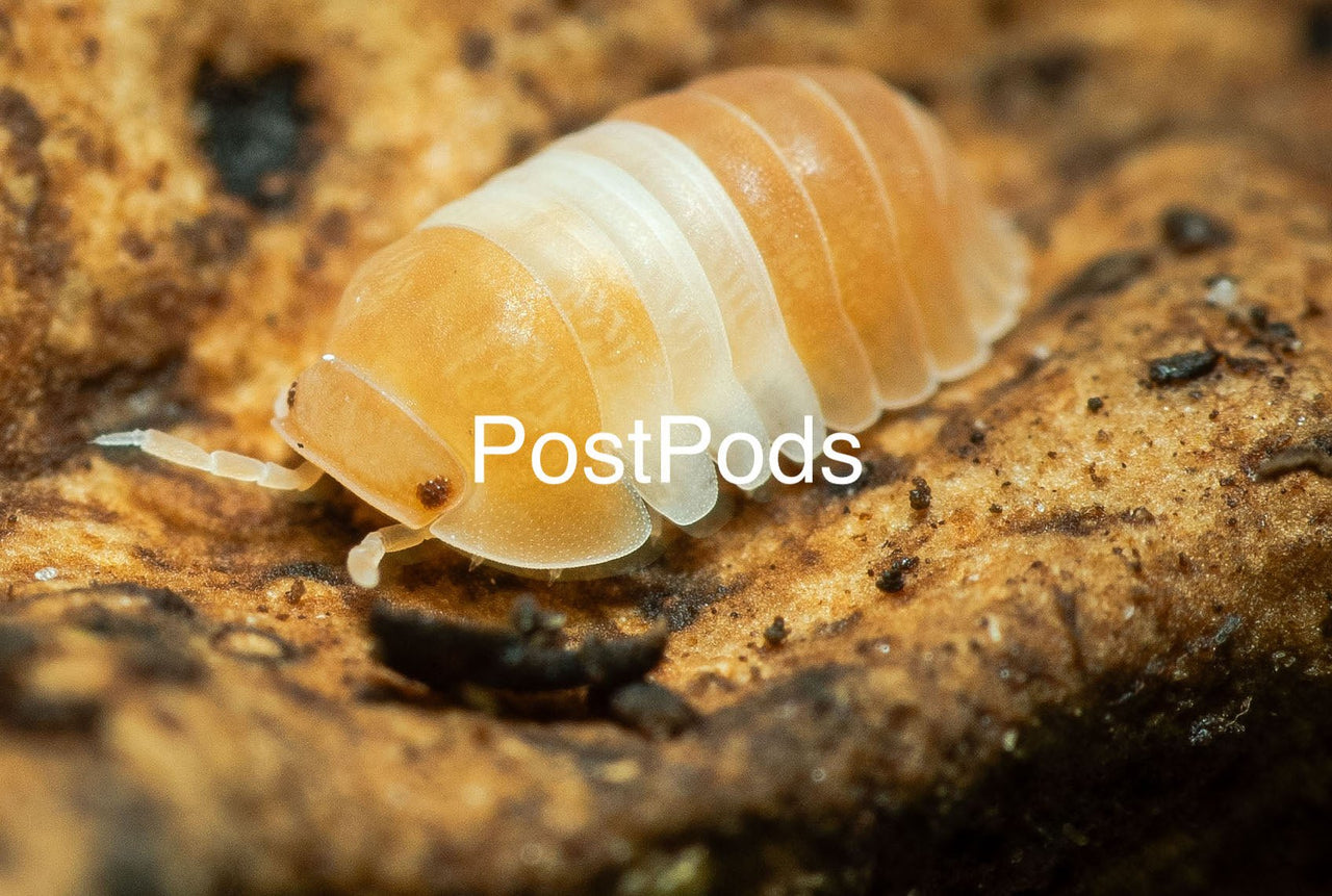Postpods | Red Panda King Isopods (Cubaris sp.) | Captive Bred Isopods
