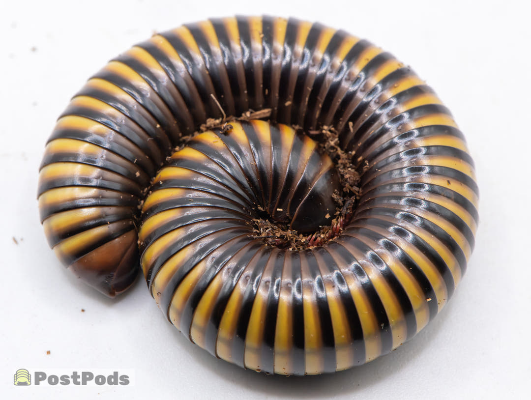 Tricolour Millipede (Pelmatojulus tectus)