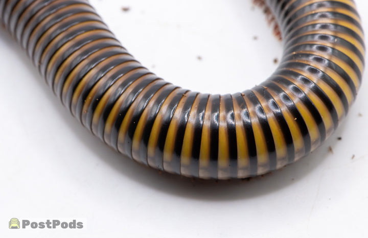 Tricolour Millipede (Pelmatojulus tectus)