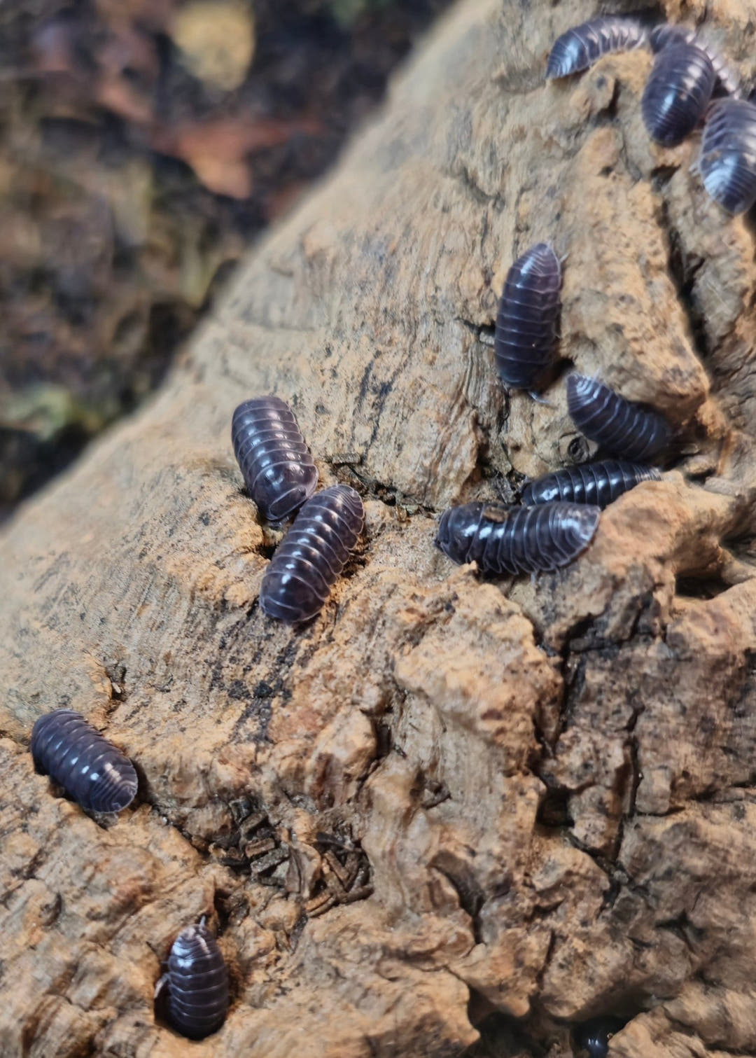 Platinum isopods