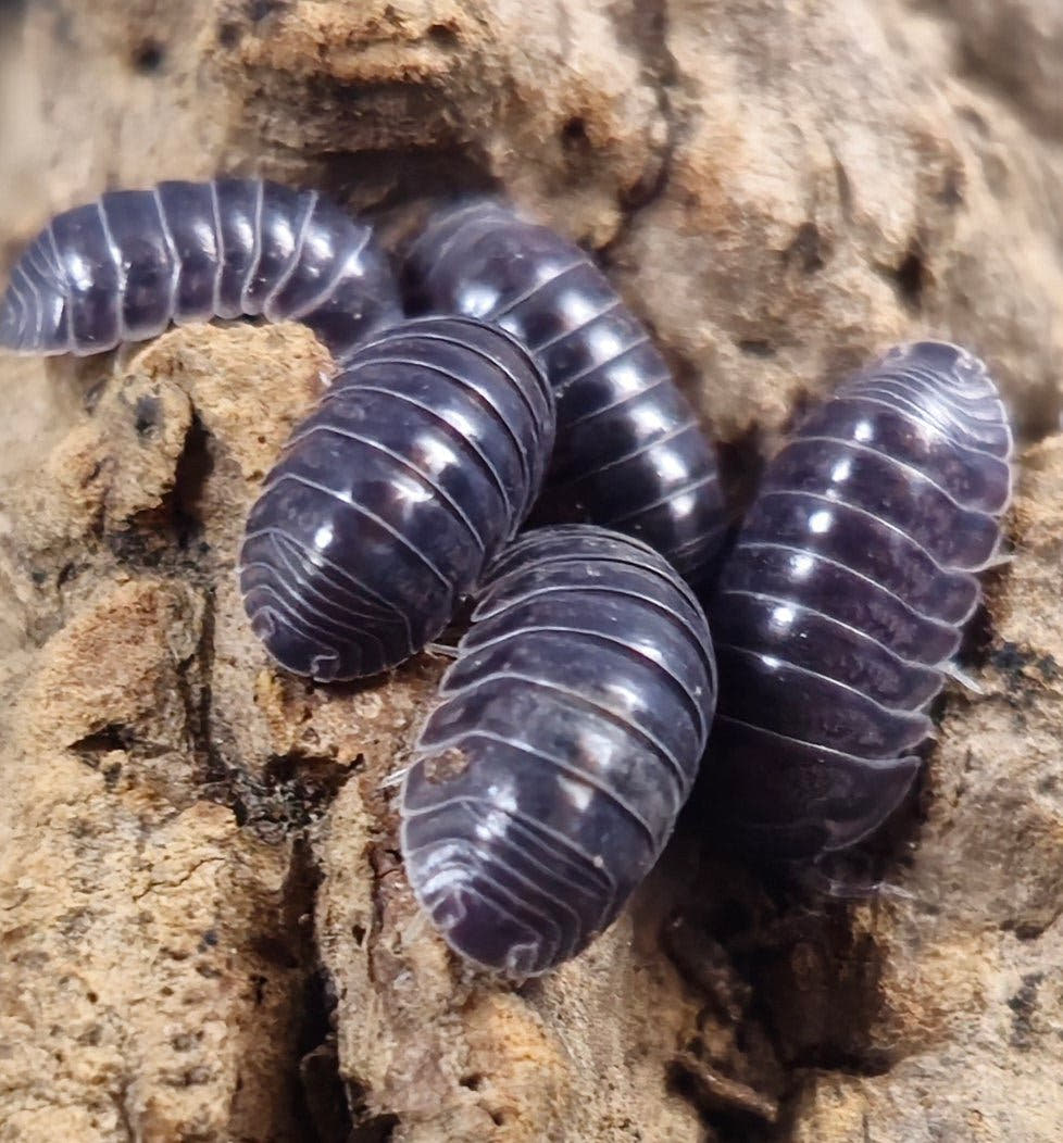 Platinum isopods for sale