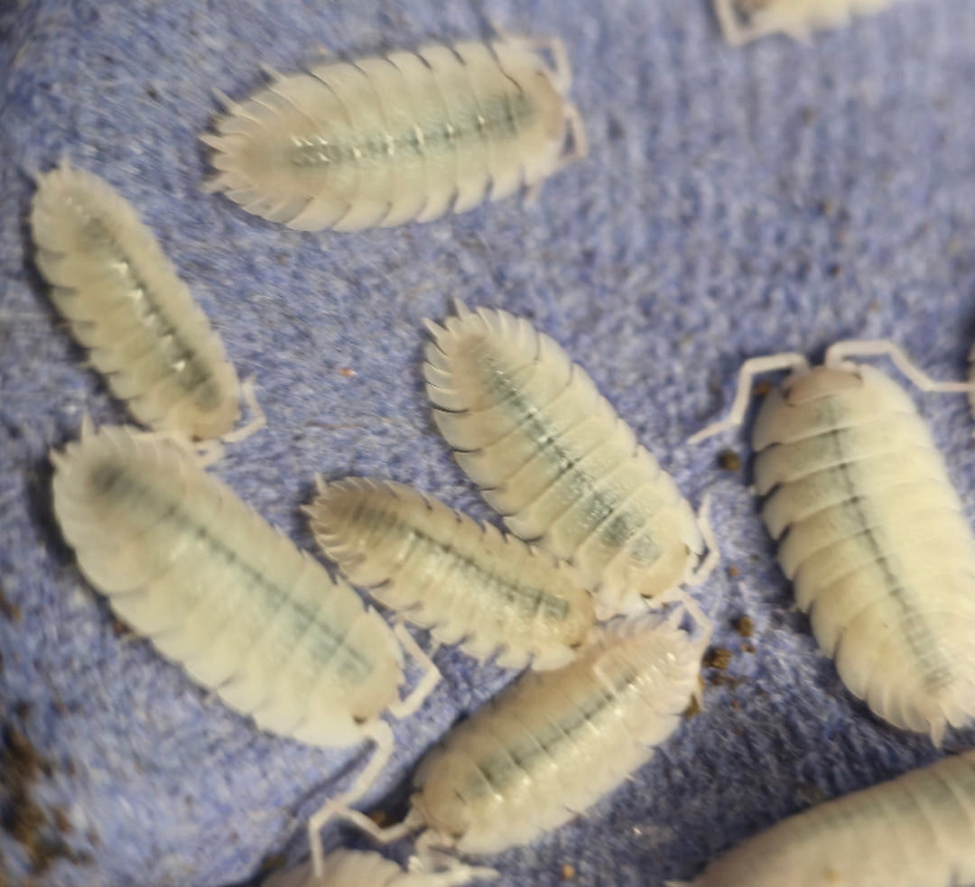Porcellio Baeticensis Violet Isopods