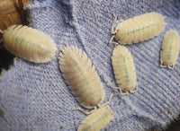 Porcellio Baeticensis Violet Isopods