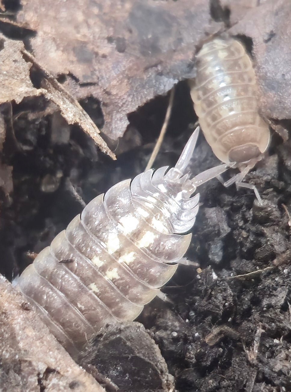 Porcellio Duboscqui Troglophila Isopods