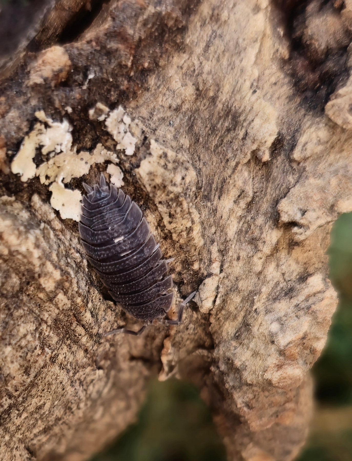 Porcellio Echinatus Isopod