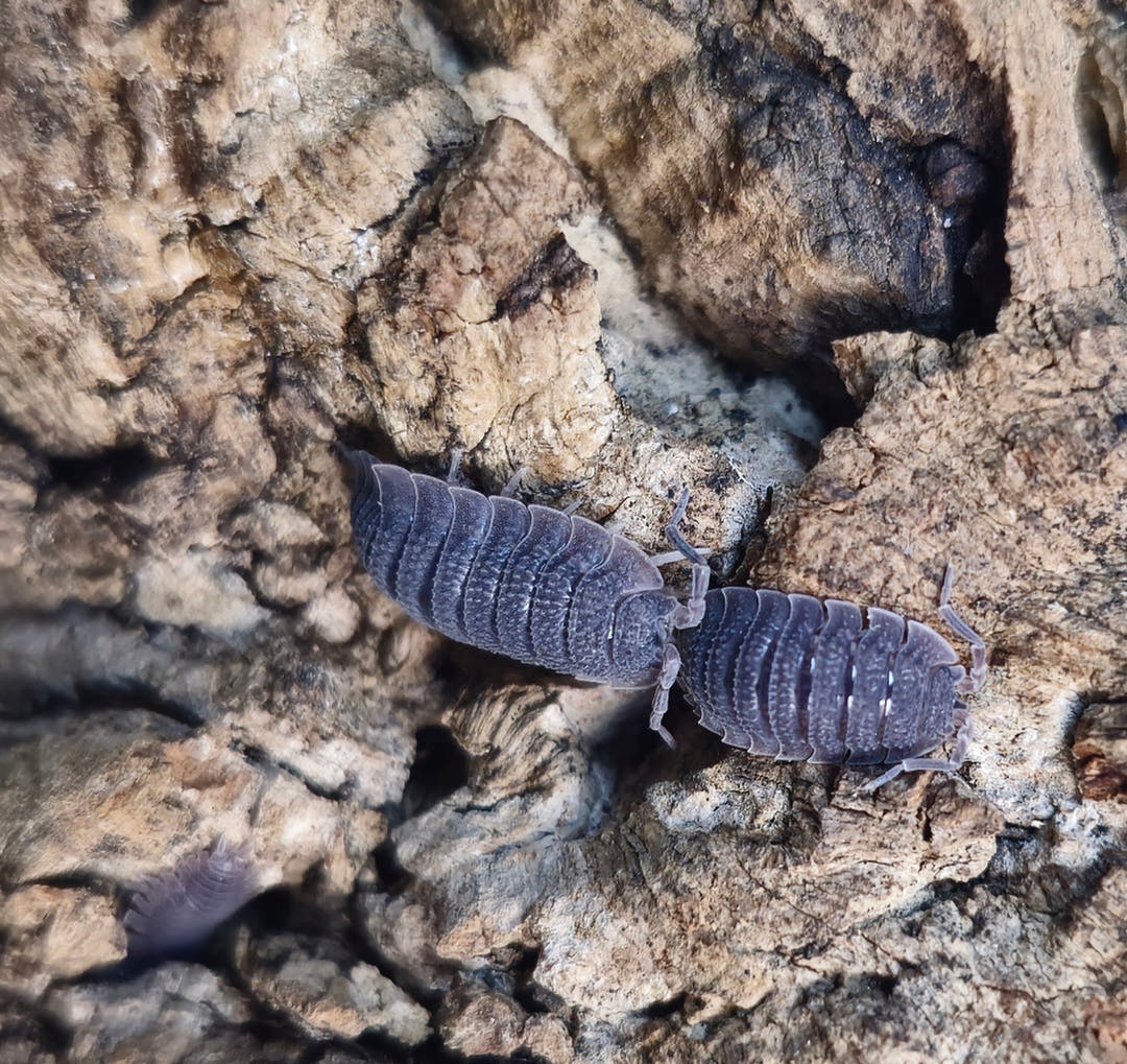 Two Porcellio echinatus isopods with ridged grey-purple backs on pale cracked bark, a third blurred below.