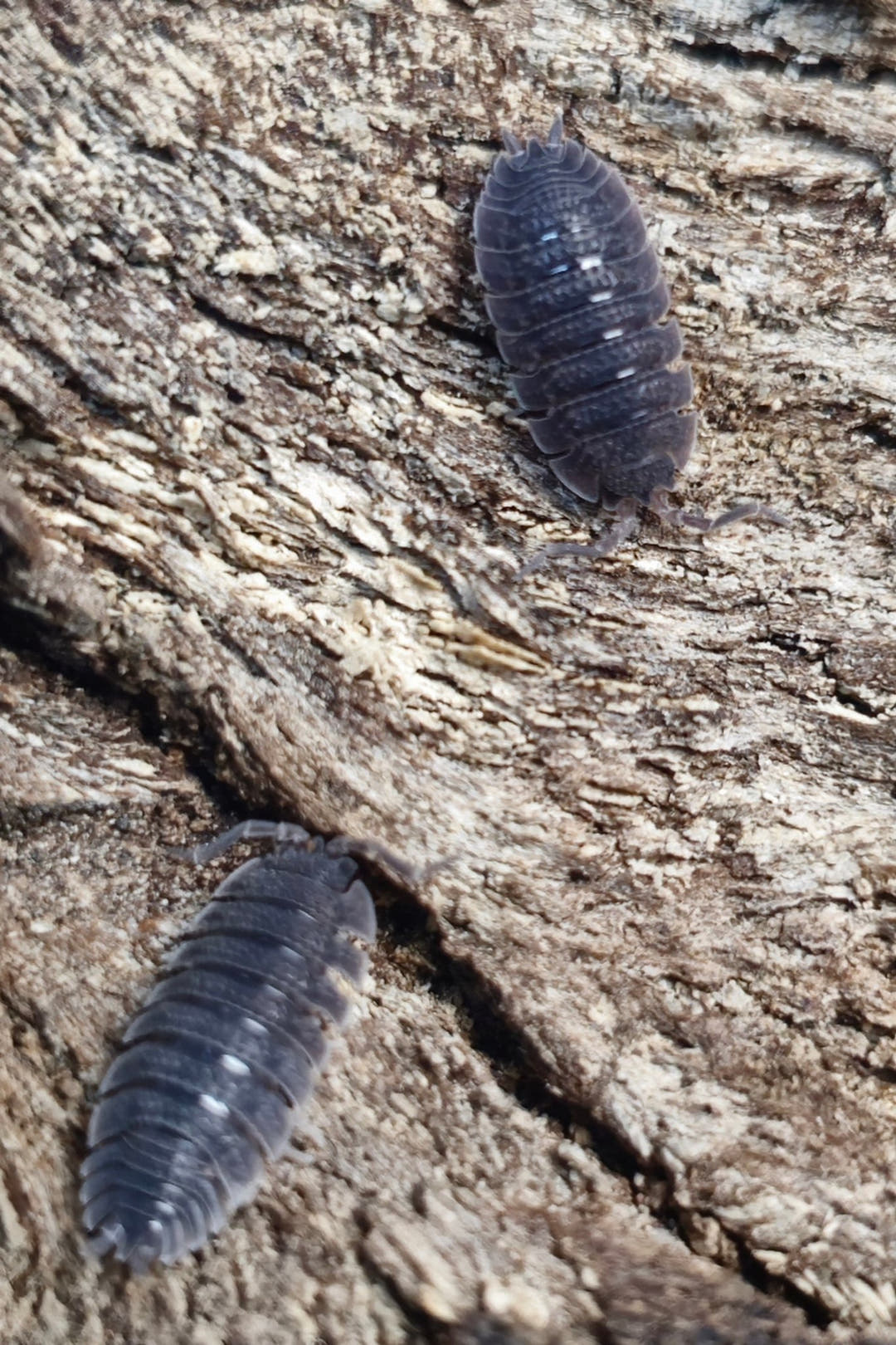 Two grey Porcellio echinatus isopods some way apart on sunlit weathered pale wood.